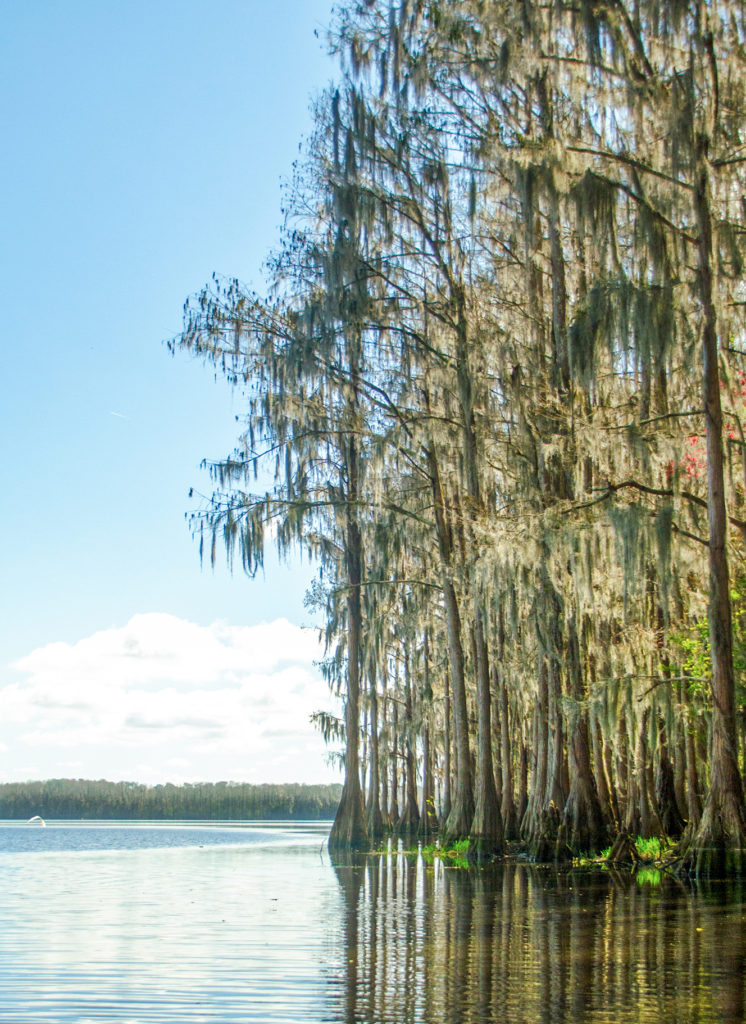 Cypress Shoreline