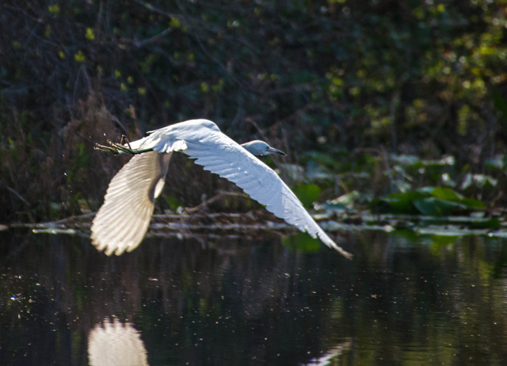 Egret Takes Flight