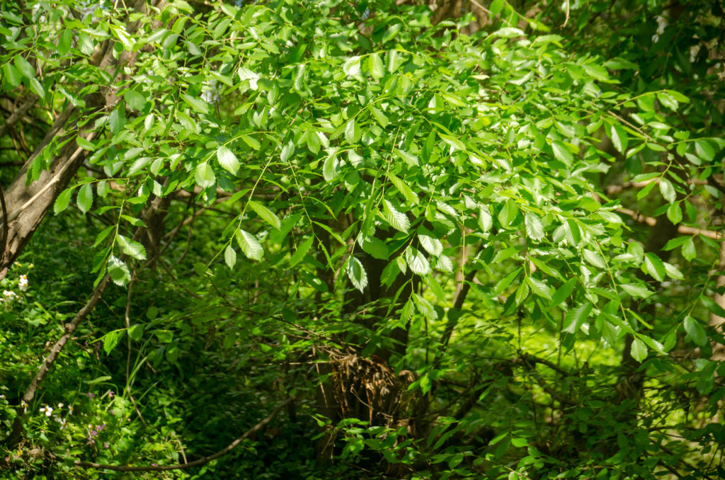 Florida Elm - Ulmus americana var. floridana