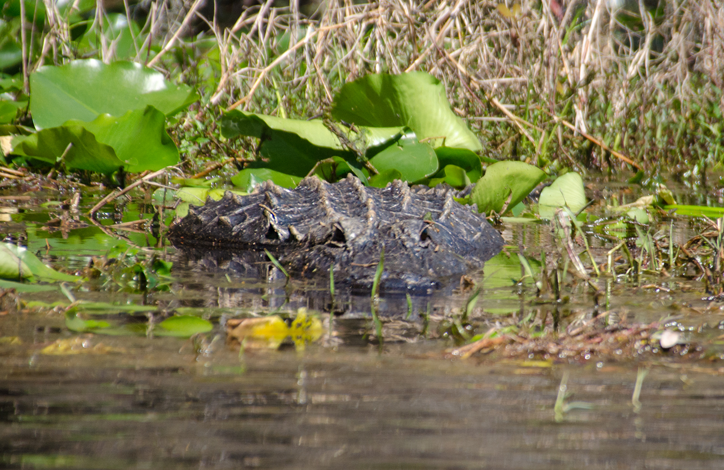 Alligator Mating Season â€“ Florida Paddle Notes