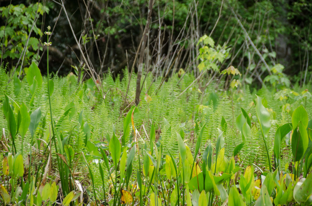 Ferns and Pickerel Weed | Florida Paddle Notes