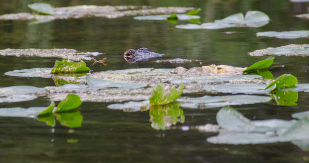 Gator peeks on Alexander Spring Creek