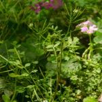 Hairy Bittercress - Cardamine hirsuta