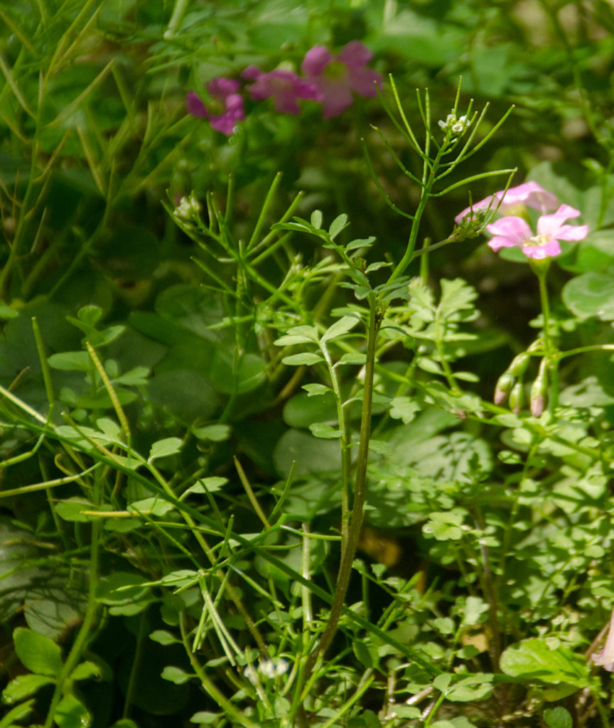 Hairy Bittercress - Cardamine hirsuta