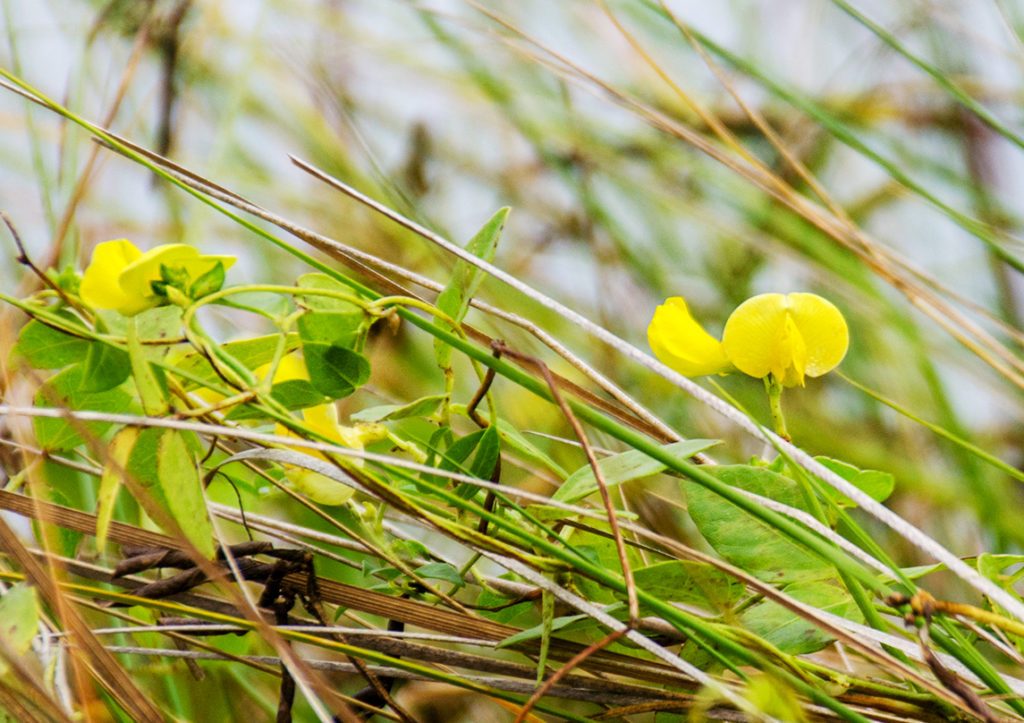 Hairy Cowpea - Vigna luteola