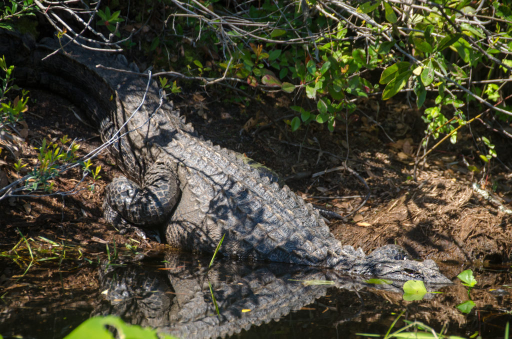 Large Gator at Launch