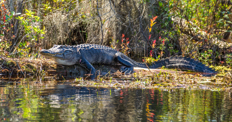 Large Lizard | Florida Paddle Notes