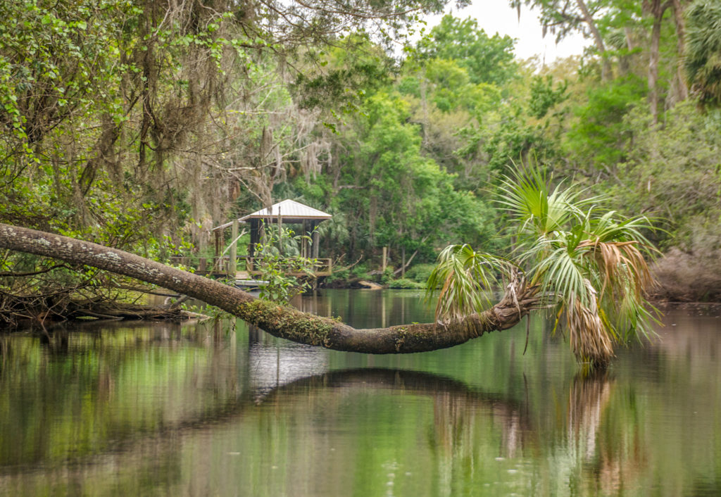 Leaning Palm over the Withlacoochee