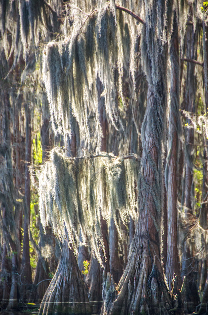 Moss in Cypress