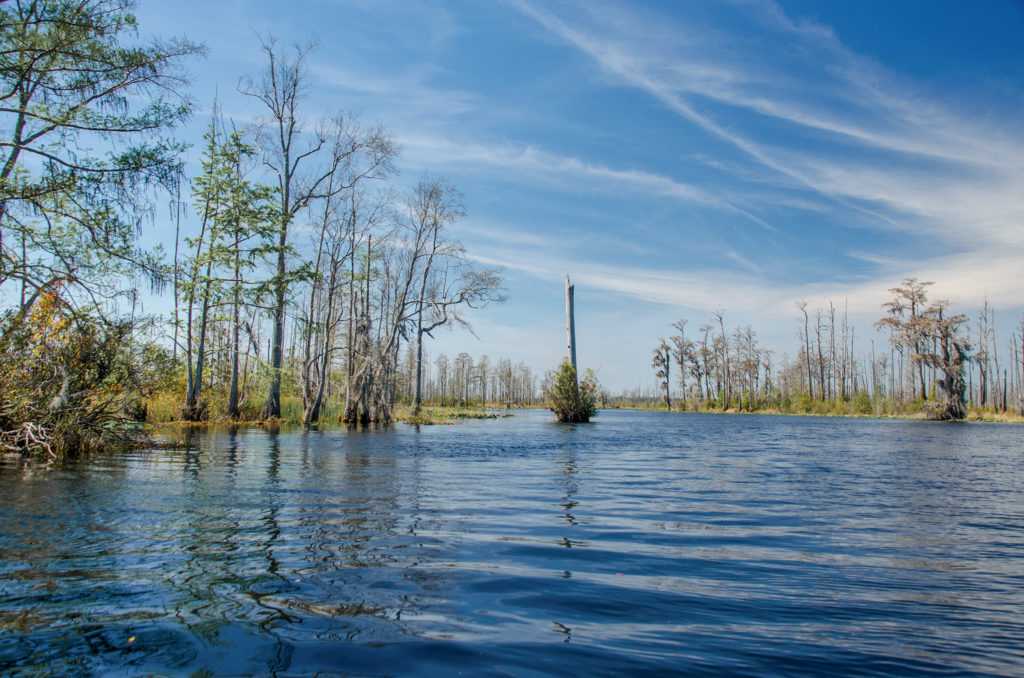 Okeefenokee Waterway