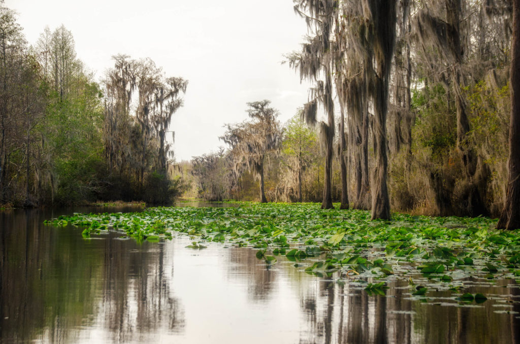 Okefenokee Trail