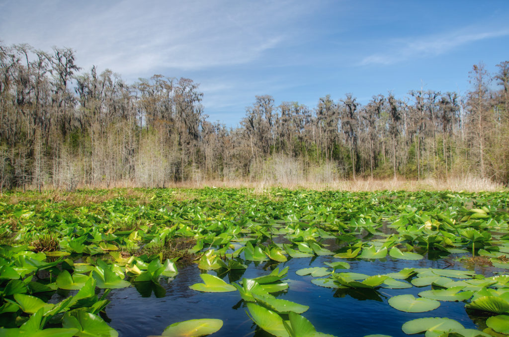 Okefenokee Vista