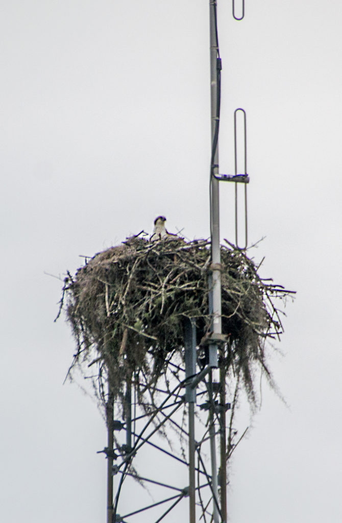 Osprey Nest in Tower