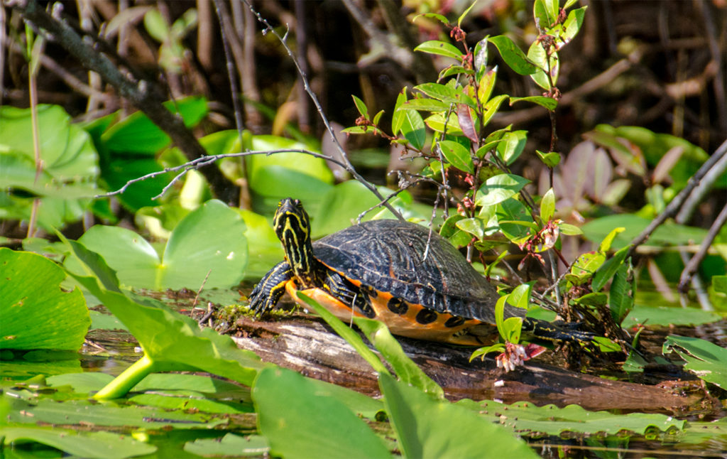 Red Bellied Cooter