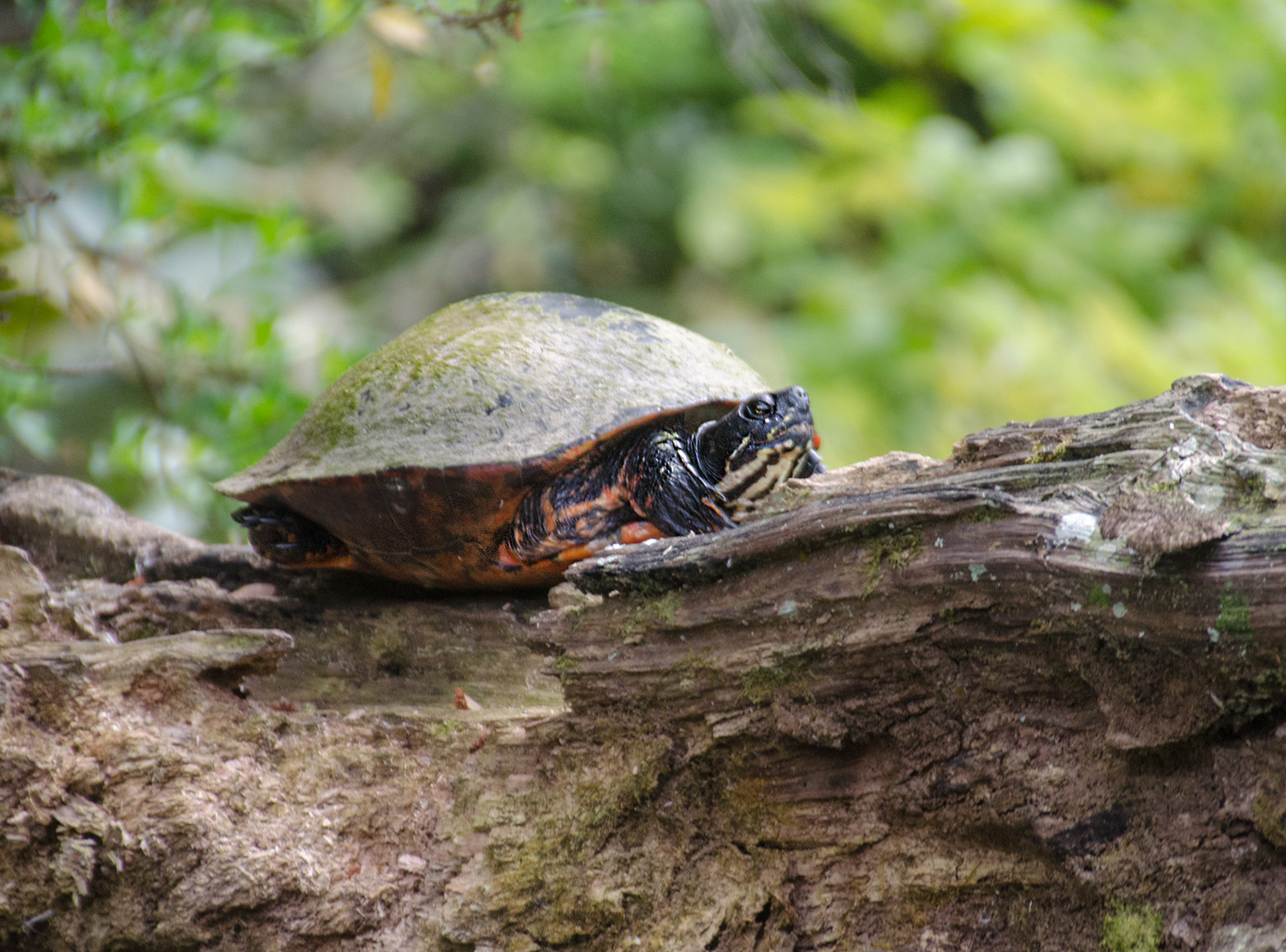 Red Bellied Cooter – Spring Creek | Florida Paddle Notes