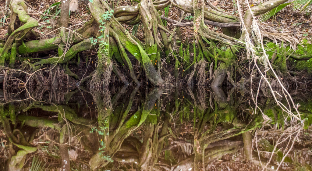 Roots Reflection