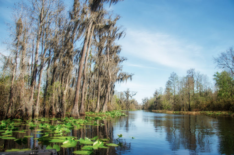 The Okefenokee Swamp | Florida Paddle Notes