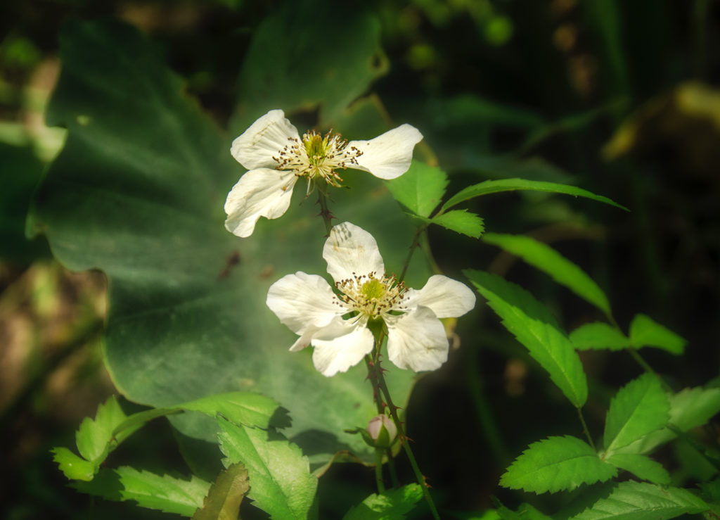 Trailing Blackberry - Rubus spp