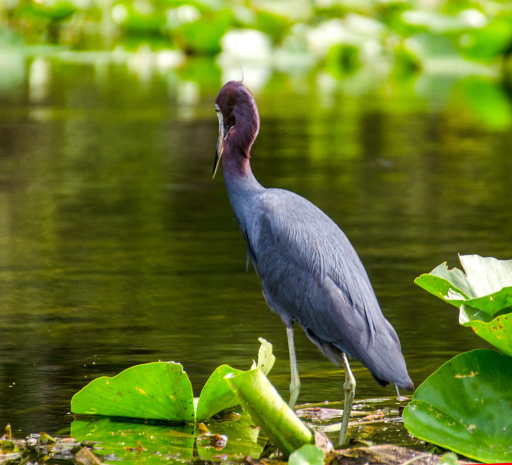 Tricolored Heron - Egretta tricolor