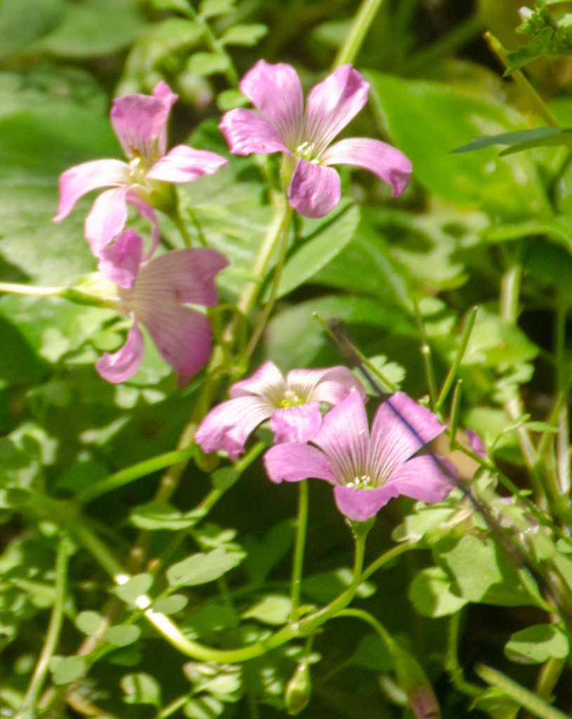 Violet Wood Sorrel - Oxalis violacea