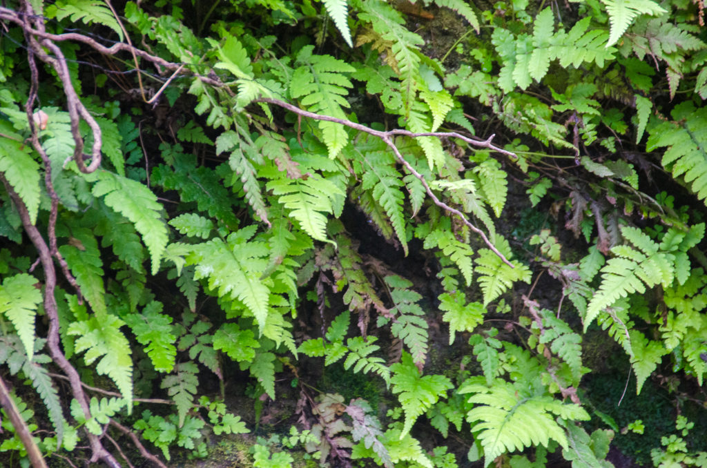 Wall of Ferns