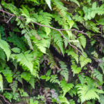 Wall of Ferns