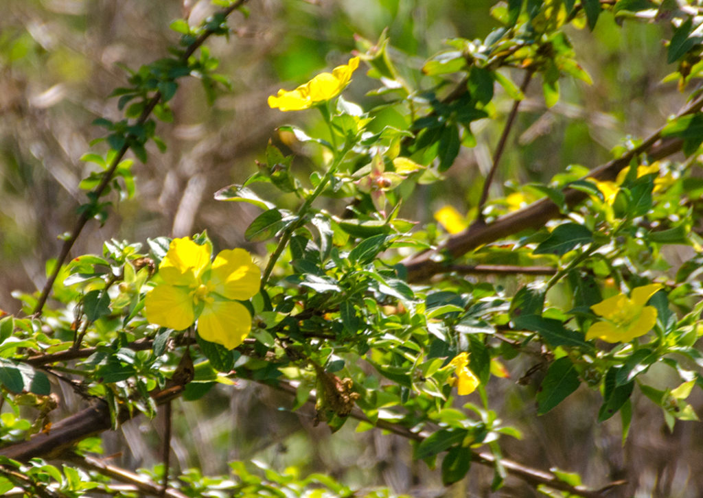 Water Primrose - Ludwigia peruviana