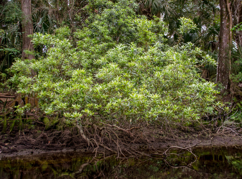 Wax Myrtle - Myrica cerifera