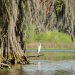 White Phase Great Blue Heron