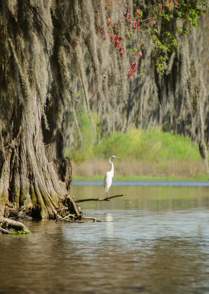 White Phase Great Blue Heron