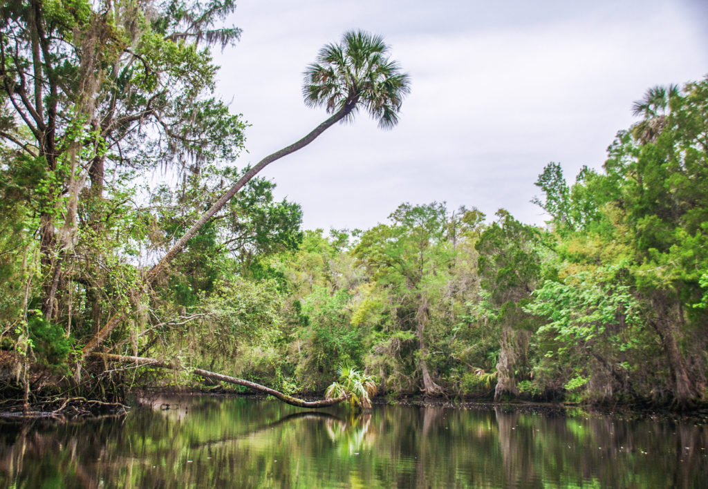 Withlacoochee Palms