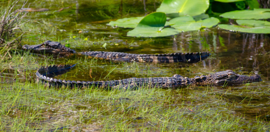 Young Gators at Launch