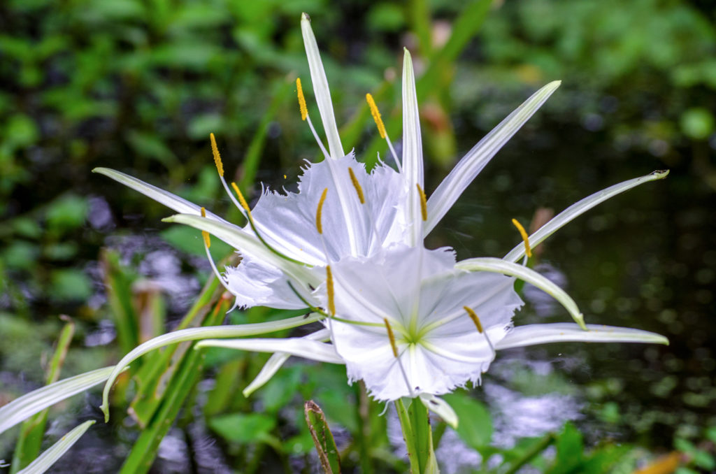 Alligator Lily – Hymenocallis palmeri