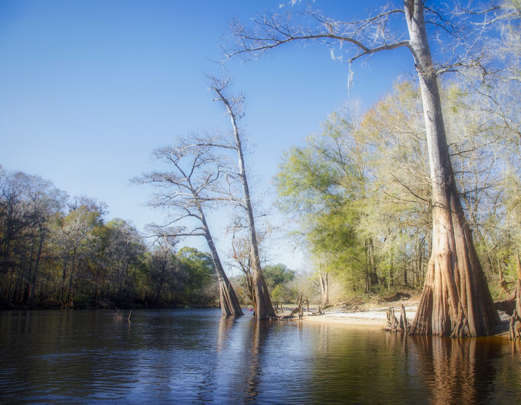 Cypress Bend on the Santa Fe River