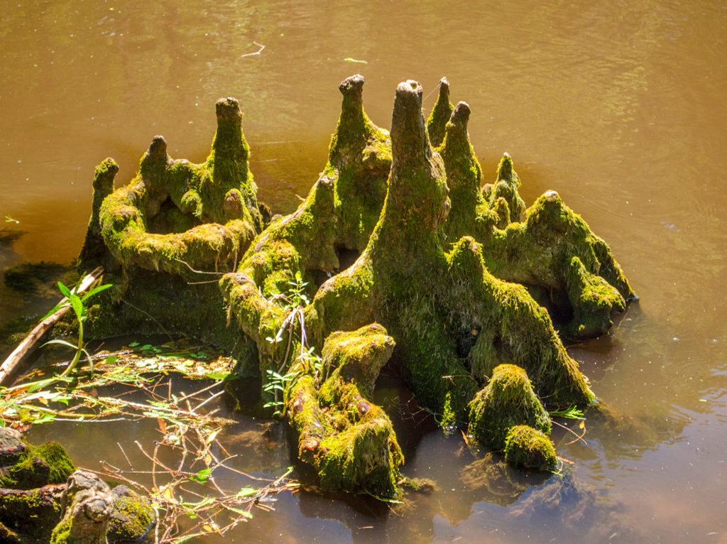 Cypress Knee Island