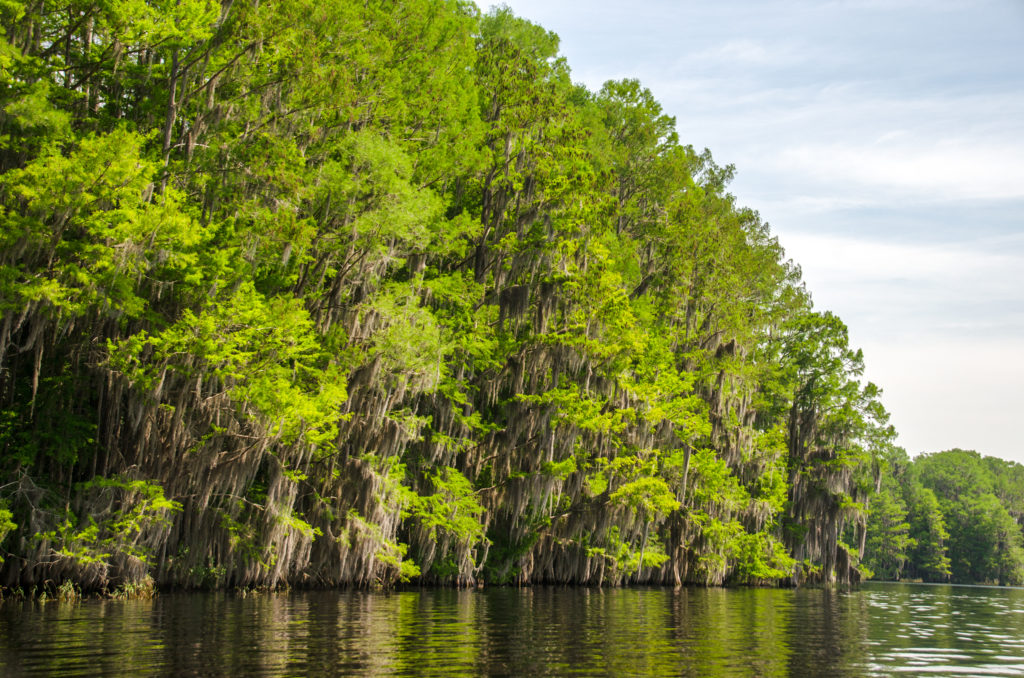 Cypress Shoreline - Floral City Lake