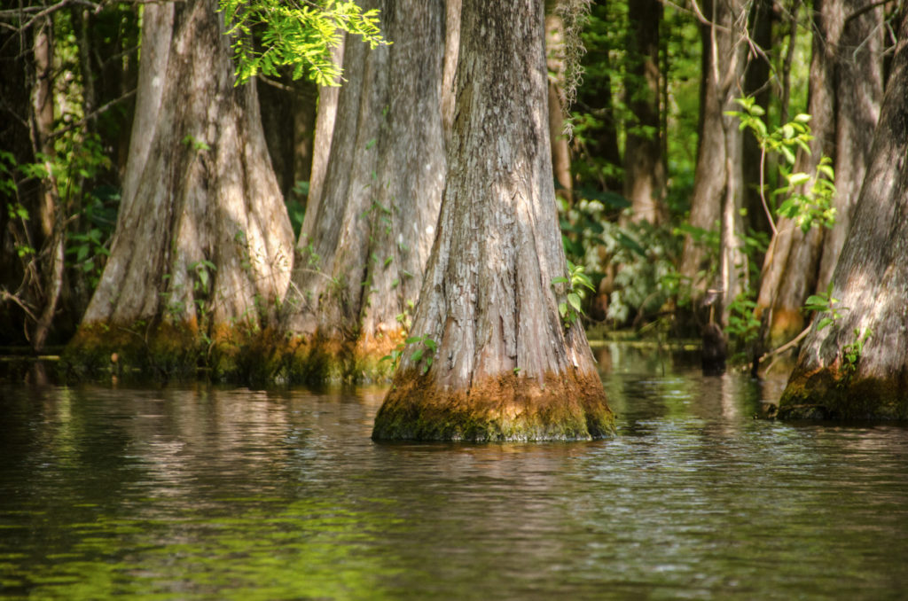 Cypress Trunks - Floral City Lake