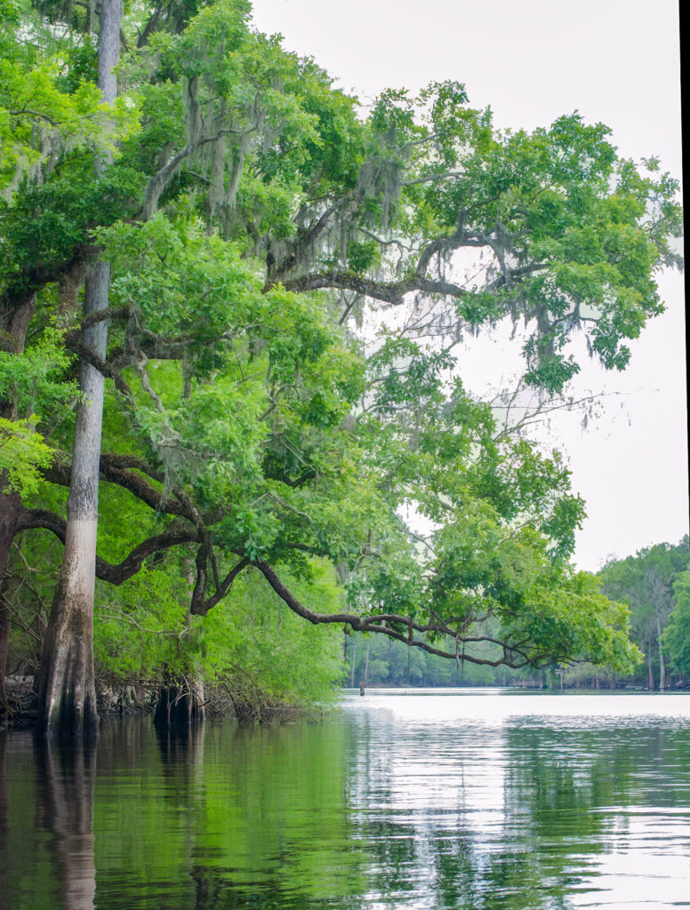 Down the Santa Fe River