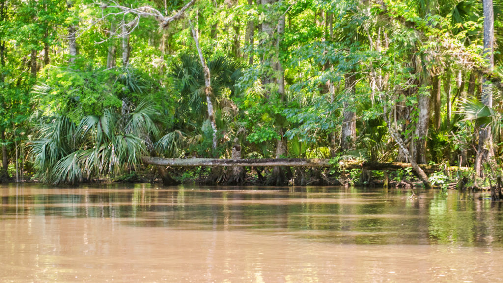 Horizontal Palm on the Ocklawaha River