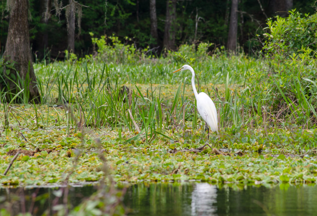 Ichetucknee Egret