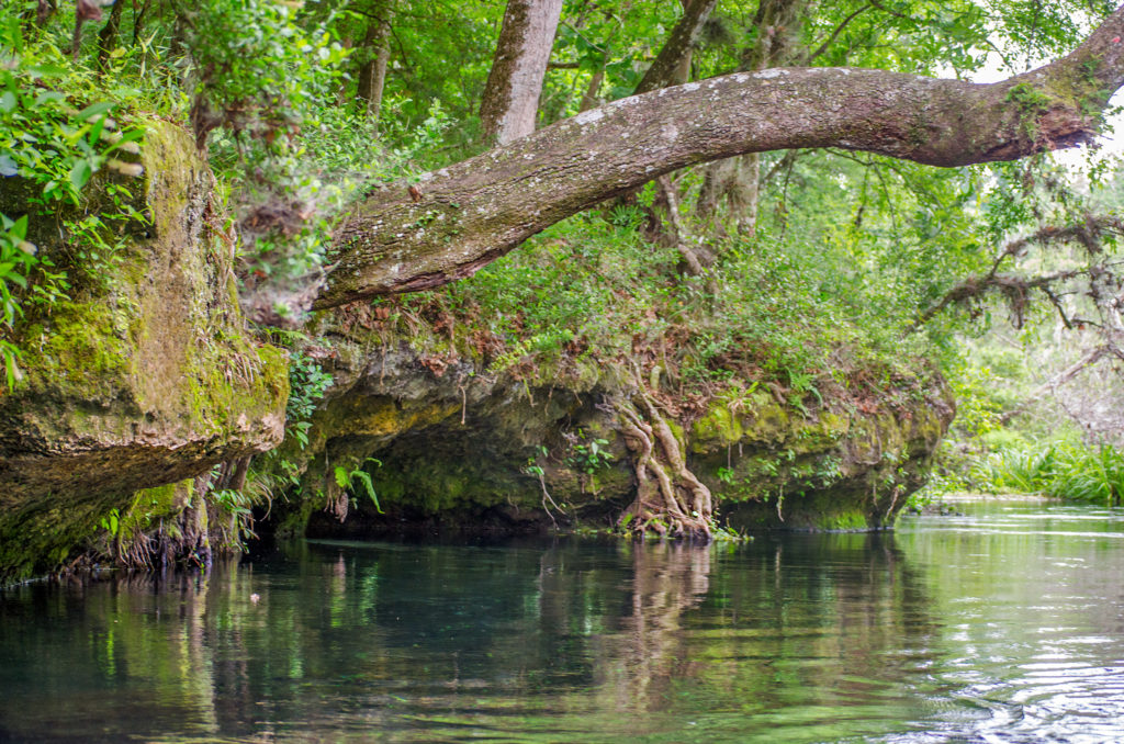 Ichetucknee Limerock Bank