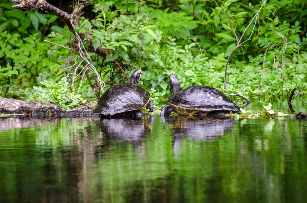 Ichetucknee - Two Turtles