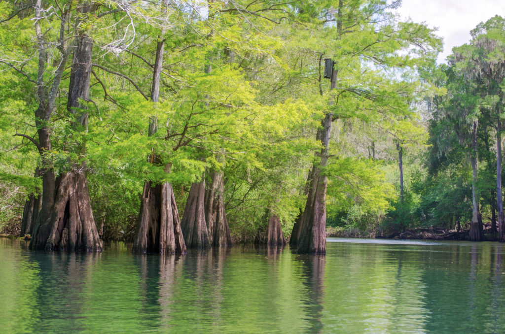 Ichetucknee flows into Santa Fe River