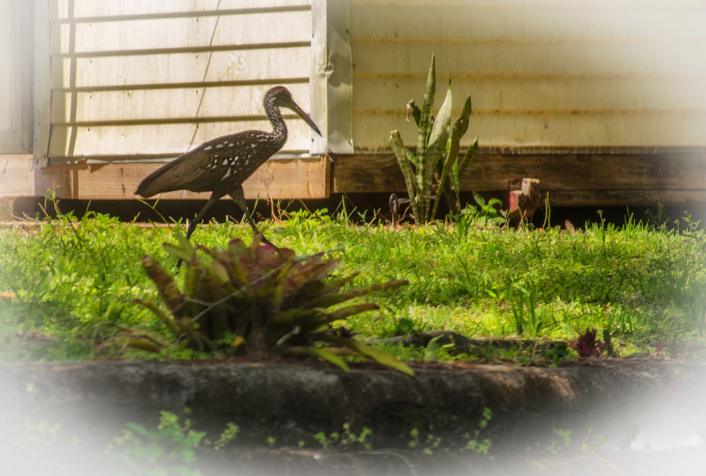 Limpkin in yard