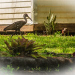 Limpkin in yard