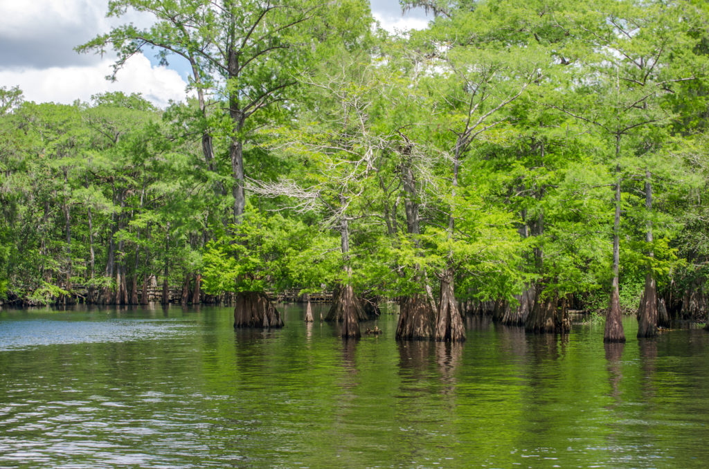 Mouth of the Ichetucknee River