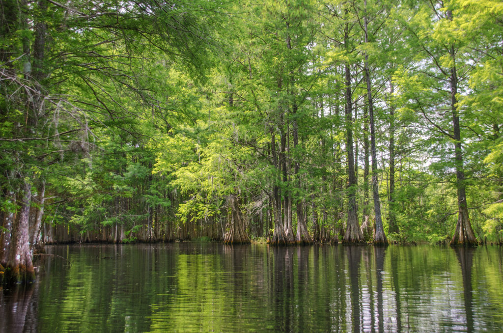 Welcome to Florida Paddle Notes - Floral City Lake