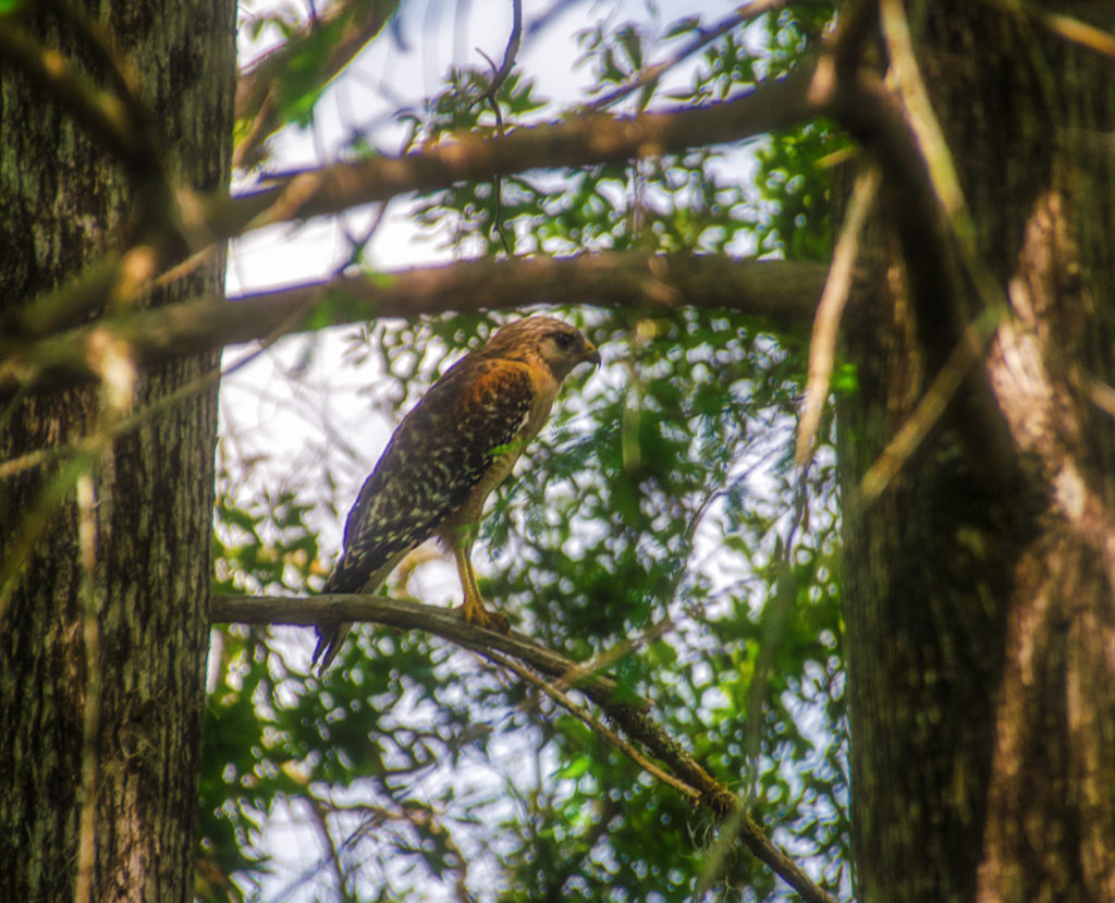 Red Shouldered Hawk