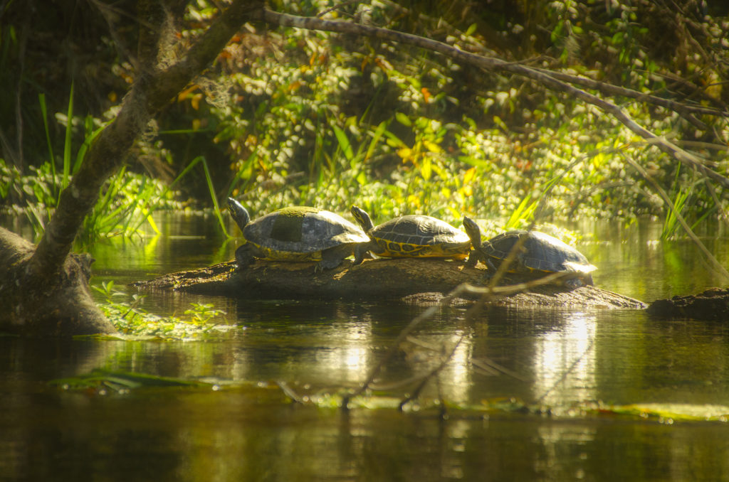 Three Turtles