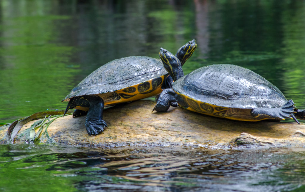 Two Turtles